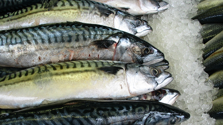 Hemming (C): Landstinget stödjer Stockholms fiskauktion med 150 000 kronor