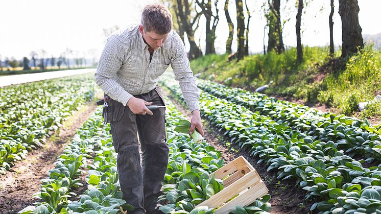 SydGrönts odlare HD Odling i Mjällby i Blekinge är den första storskaliga odlaren att odla Pak Choi i Sverige