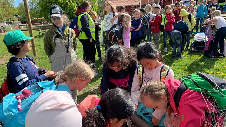 ”En dag med gårdens djur” ska på ett lärorikt och roligt sätt visa livet på bondgården och det hela möjliggörs genom samarbetet mellan Sparbanken Skåne och Skånes Djurpark.