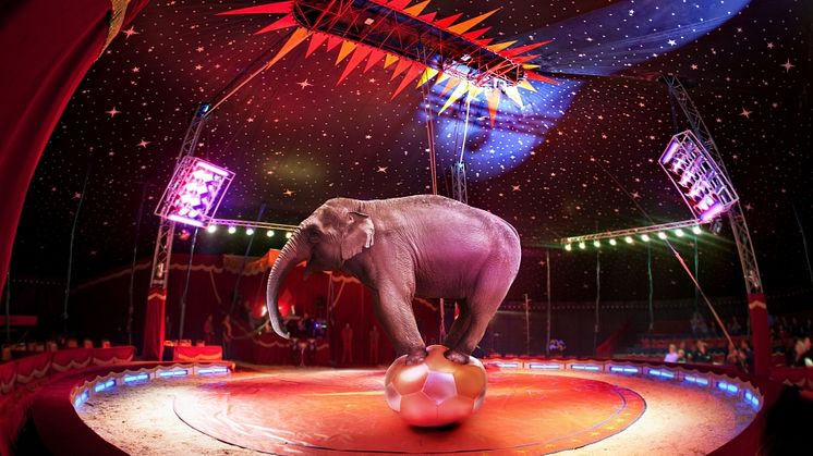 For love not money – what keeps circuses on the road?