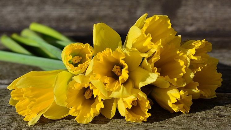 daffodils-3152611_1280