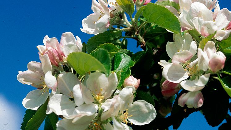 Äppelblomssafari på Kiviks Musteri