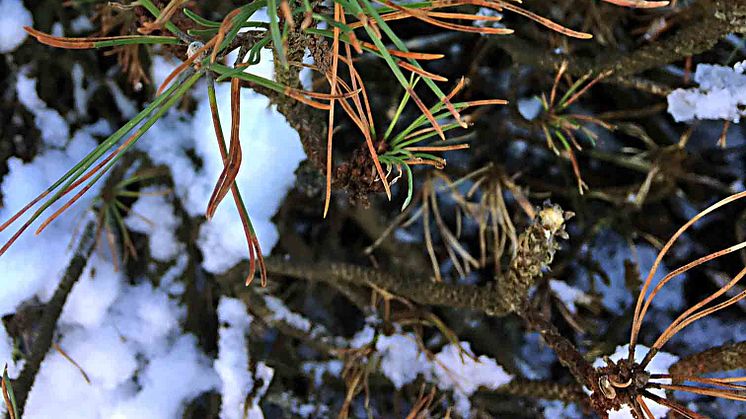 En svampsjukdom som angriper tall har för första gången upptäckts i Sverige av forskare vid SLU. Fynden har gjorts på bergtall . (Foto: Michelle Cleary/SLU) 