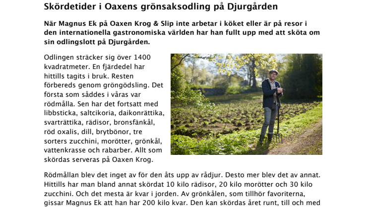 Skördetider i Oaxens grönsaksodling på Djurgården