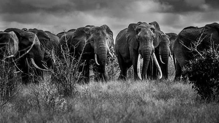Svårt uppdrag dokumentera de sista stora elefanterna
