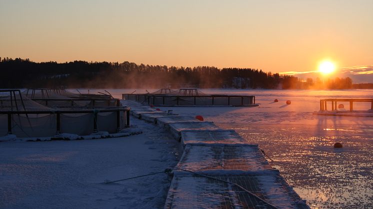 Svensk Fjällröding AB beviljas fortsatt odlingstillstånd