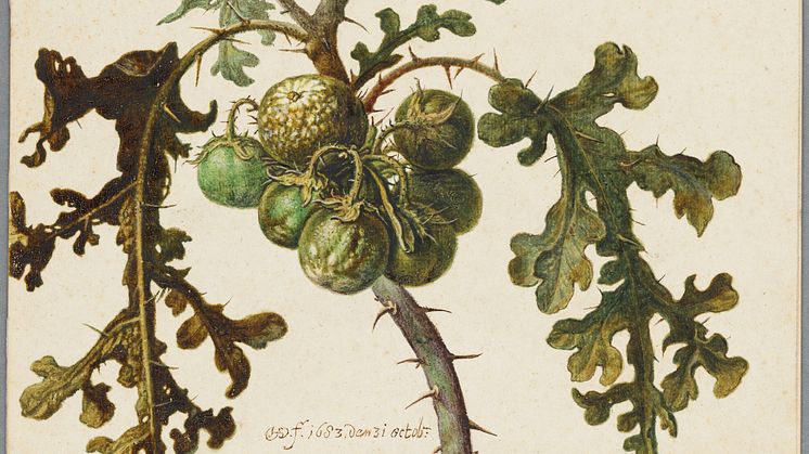 Herman Saftleven, Studie av blek taggborre eller Litchi tomat (Solanum sisymbriifolium), 1683. Foto: Cecilia Heisser/Nationalmuseum.