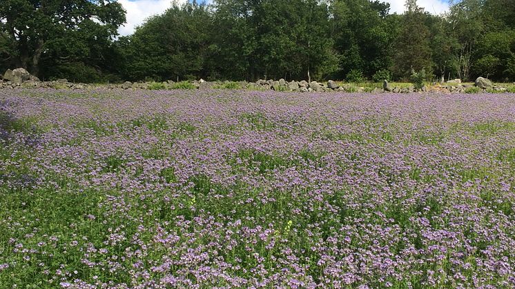 ​Mer blommor – så alla bin får mat!