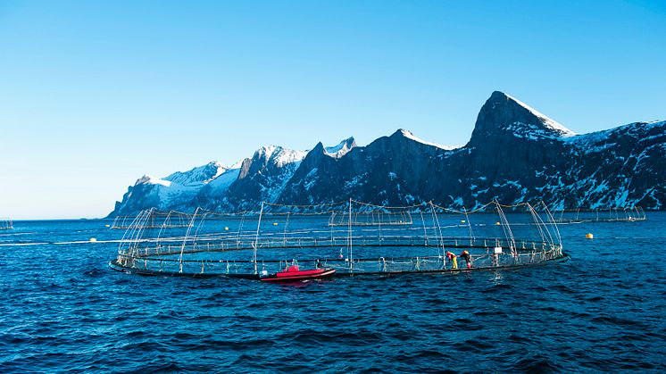 Strong growth in Norwegian salmon exports