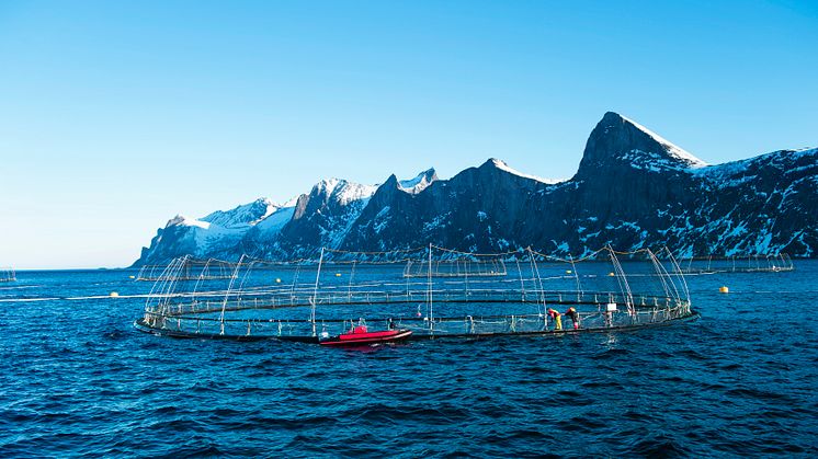 ​Sterk vekst i lakseeksporten