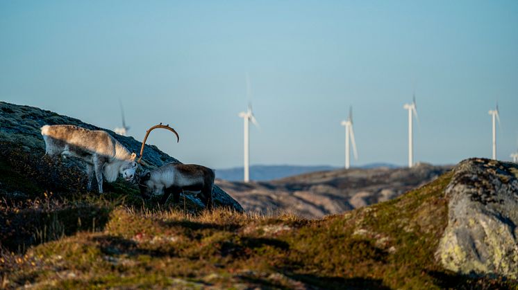 Fosen Vind lettet over foreløpig avklaring fra OED