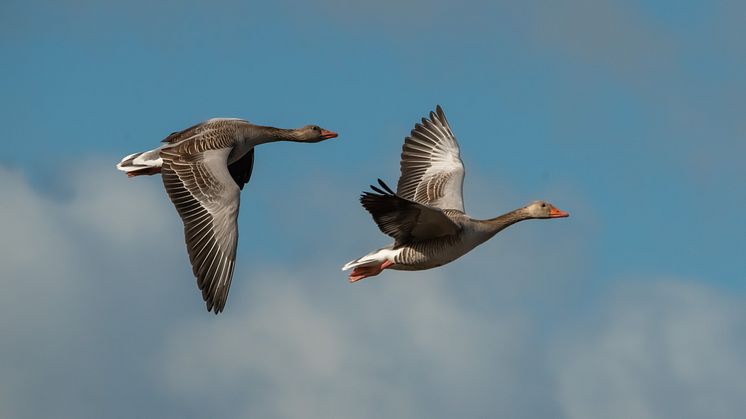 Schön und elegant: Graugänse im Anflug in Brandenburg. Es ist wieder die Zeit des "Großen Vogelzugs". Foto: Stiftung Naturschutzfonds Brandenburg/Anton Lehnig.