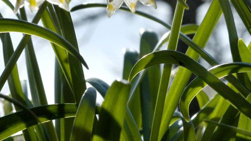 Lökblommorna i Mästarrabatten 2007