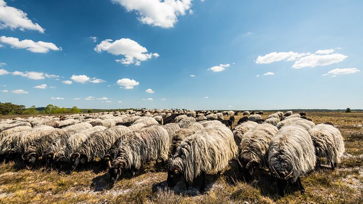 Heidschnuckenherde am Tütsberg(c)Lüneburger Heide GmbH.jpg