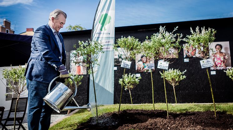 Landsbygdsminister Sven-Erik Bucht planterar träd i Almedalen
