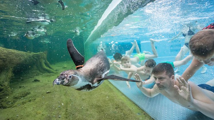 Einzigartige Augenblicke bietet das "Schwimmen mit Pinguinen" in Lübbenau im Spreewald. Foto: Spreewelten GmbH. 