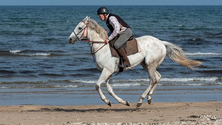 Lennart Jarvén, 78, träningsrider Fiftyshadesfreed på stranden i Sibirien i Ängelholm. Foto: Stefan Olsson/Svensk Galopp