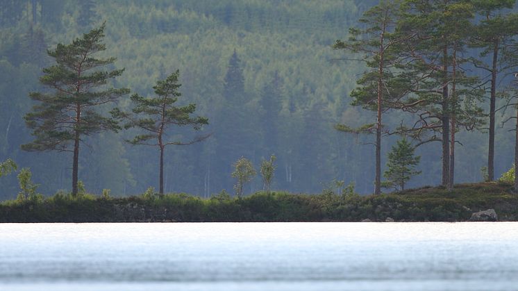 Priset på skogsmark fortsätter uppåt och sju av tio skogsägare tror på stigande fastighetspriser de kommande tre åren.