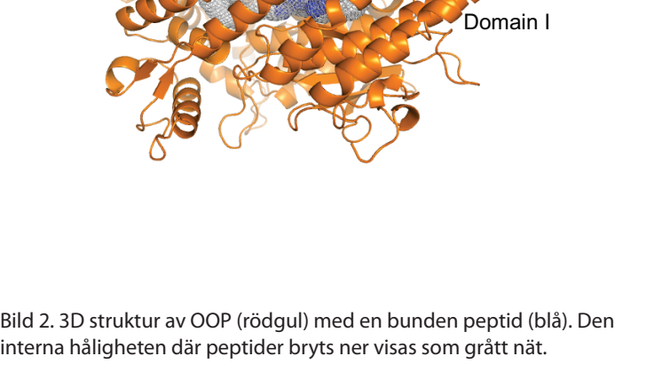 Nya rön om nedbrytning av korta peptider i cellen 