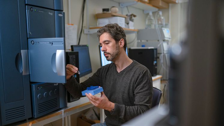 D-amino acids play a role in stress-induced response in cholera bacterium