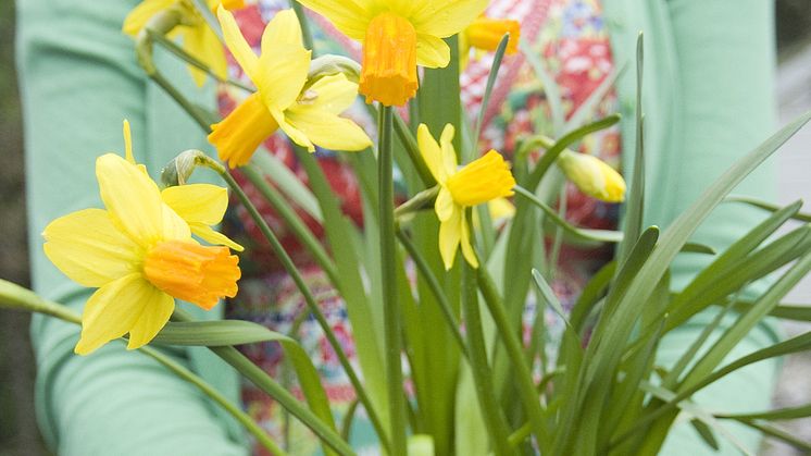 Många möjligheter med blomsterlökar i kruka