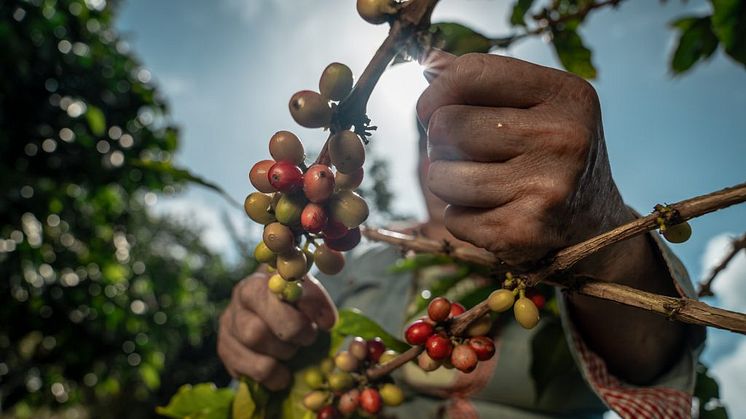 Kaffe Colombia