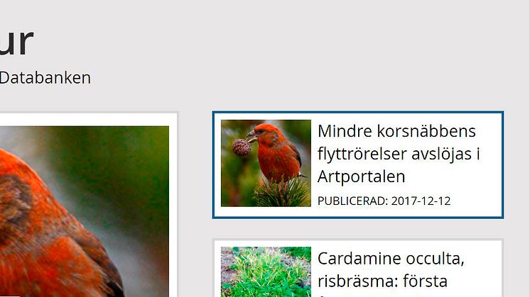 Dagens natur publiceras av ArtDatabanken SLU. Här hittar du nyheter och analyser om biologisk mångfald, arter och naturvård. Mindre korsnäbb fotograferad av Hans Bister.
