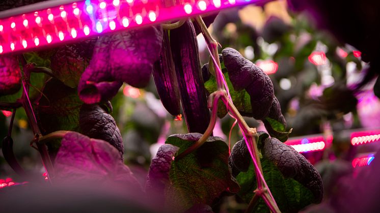 Cucumber cultivation supplied with LED lighting