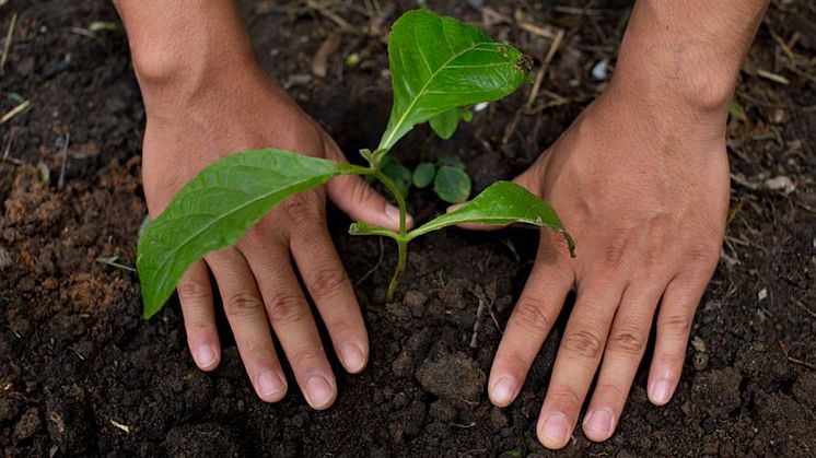 Sunnere jord: Gjennom regenerative landbrukspraksiser vil Nestlé beskytte og gjenopprette miljøet.