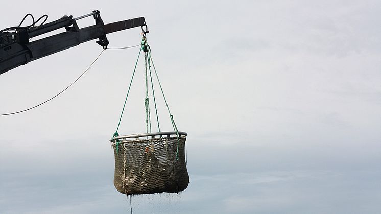 Förflyttning av odlad fisk. Foto: Albin Gräns