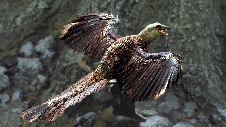 Flygödla - Archaeopteryx