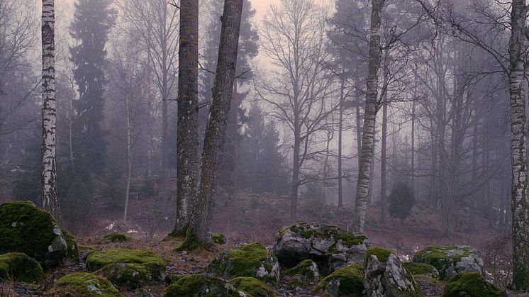 Den förtrollade skogen?