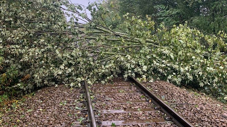 Tree on the line