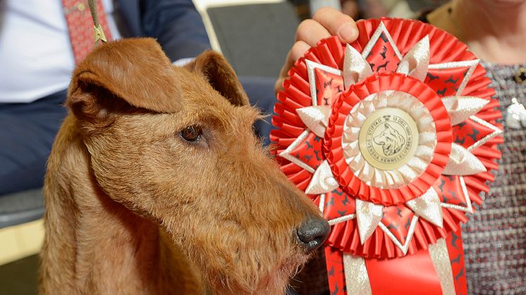 Irländska terriern från Kalmar är Årets Utställningshund 2017