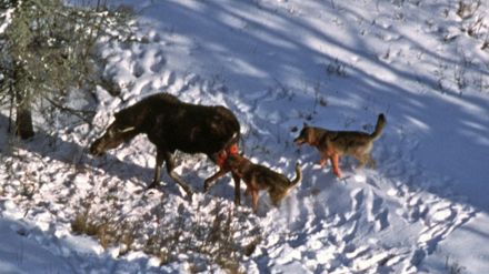 Skandinaviska vargar dödar fler älgar än de nordamerikanska