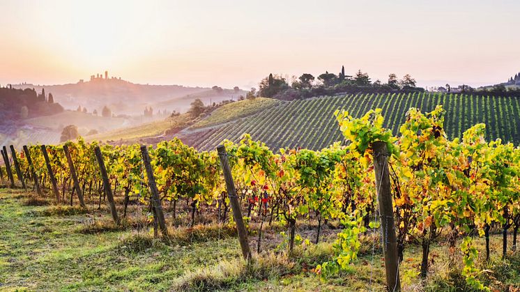 Crozes-Hermitage från toppodlare i Rhône!