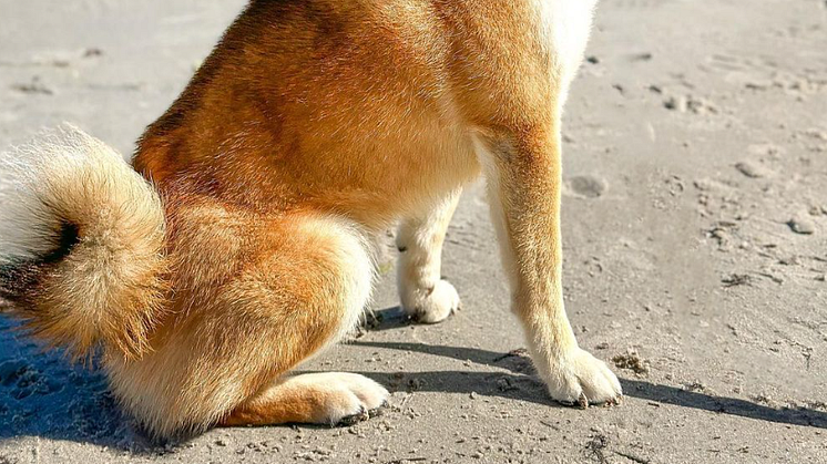 Der Fressnapf GPS-Tracker ist in jeder Situation ein verlässlicher Partner, egal ob am Strand oder im Wald. Er ist aus staub- und wasserdichten Material und überzeugt mit seinem hohen Tragekomfort.