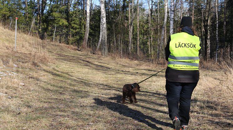 Fyrbent konsult nosar upp läckor