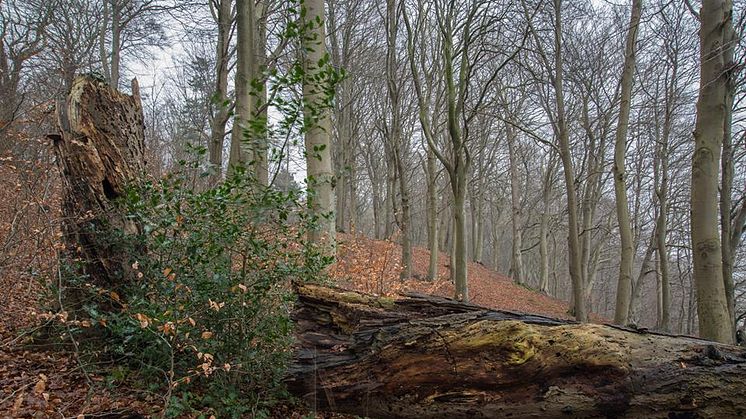 Kollund Skov i Sønderjylland lige ved den tyske grænse er et eksempel på et af de få tilbageværende områder i Danmark, der har været dækket med skov siden sidste istid.