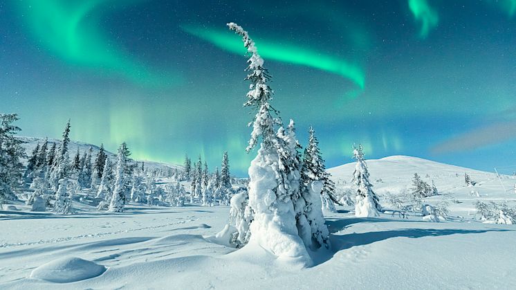 Den 12 december i år startar SAS en direktlinje mellan Kiruna och Köpenhamn som möjliggör för hela Öregrundsregionen att uppleva Lapplands fantastiska vyer. Foto: GettyImages