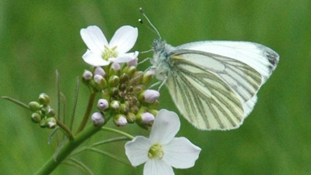 Fjärilar och bananflugor kan ge svar på evolutionsgåta