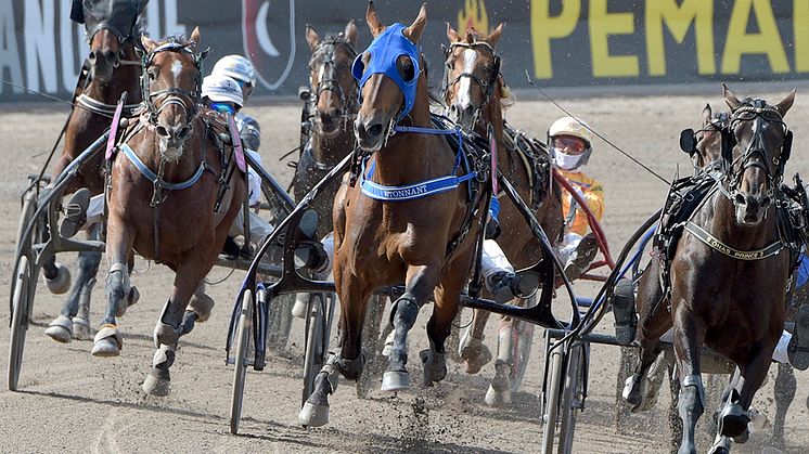 Försäkring för travhästar