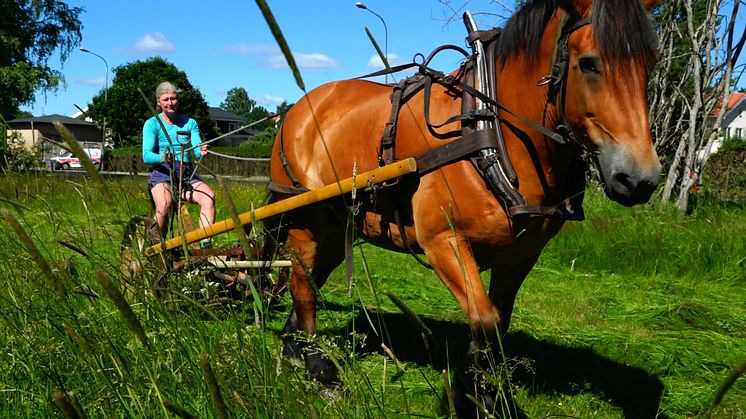 Lie och häst sköter miljövänligt ängsslåtter  