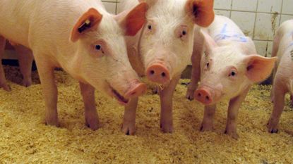 Mängden smitta viktigare än salmonella-typ för smittspridning bland grisar