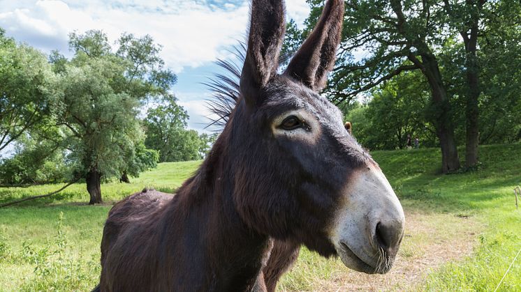 Ein Stelldichein der Esel und Mulis gibt es am Wochenende in Lychen in der Uckermark. TMB-Fotoarchiv / Steffen Lehmann