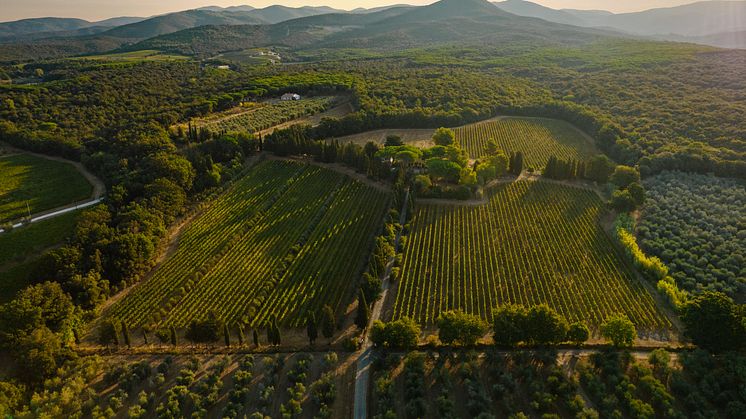 Vineyard - Ca'Marcanda Winery (7).JPG