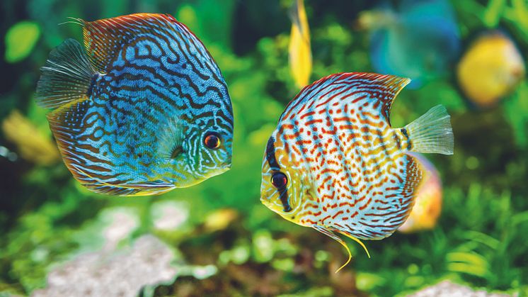 Farbenfrohe Unterwasserwelt im Aquarium