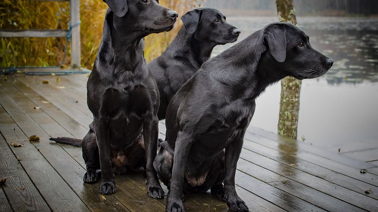 Labrador retriever är den vanligaste hundrasen i svenska hem. Foto: Pixabay