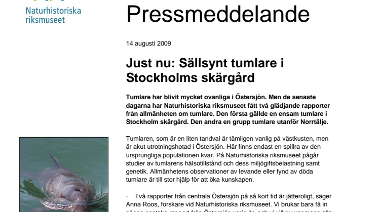 Just nu: Sällsynt tumlare i Stockholms skärgård