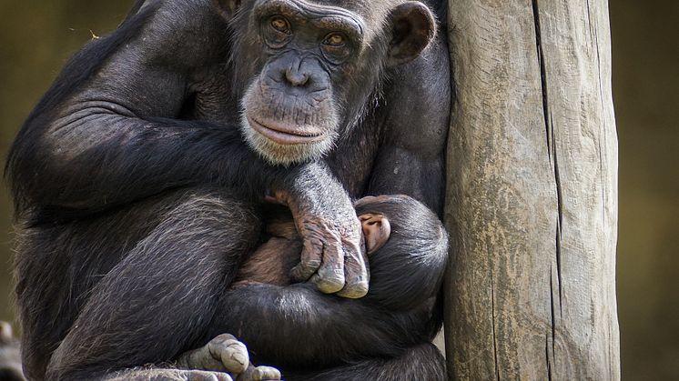 EXPERT COMMENT: Bonobos and chimps - what our closest relatives tell us about humans